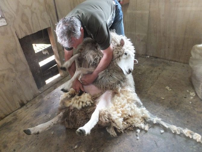 こどもニュージーランド　羊の毛刈りショー