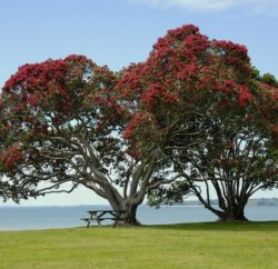 ニュージーランド　2022年　ポフツカワの木