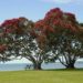 ニュージーランド　2022年　ポフツカワの木