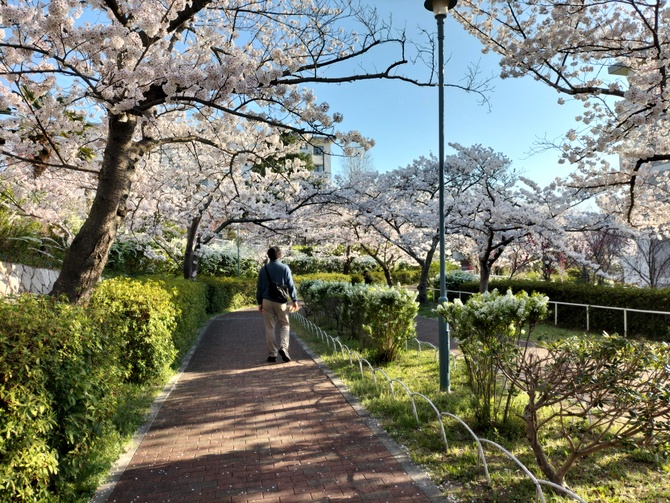 日本帰国　春　桜並木